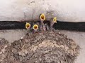 うたう犬動画