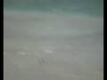 Andre aspetta...l'attimo fuggente!!.wmv