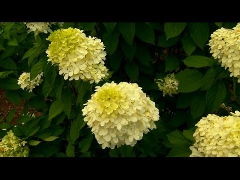 how to grow hydrangeas