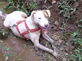 game dog de ituiutaba
