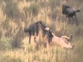 lion kills wildebeast calf