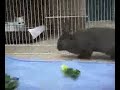 Adopt a Bunny  