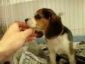 4月2日生まれのビーグルの子犬
