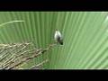 Hummingbirds at the Alamo