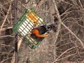 Bullock`s Oriole  By Mark Trabue