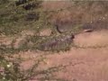 Kudu Namibia