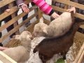 Ismét kapós volt a lecsó a piacon Ismét kapós volt a lecsó a piacon