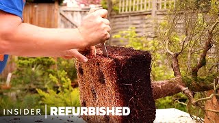How A Bonsai Tree Is Professionally Restored