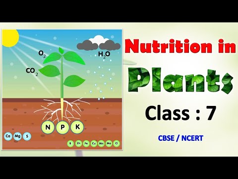 Nutrition in Plants | Class 7 : SCIENCE | CBSE / NCERT | Full Chapter ...