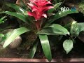 Ma w domu wielkie terrarium