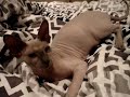 Heinrich The Devil Kitten