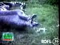 Schlange kotzt Nilpferd aus Schlange kotzt Nilpferd aus