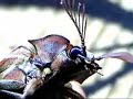 biggest click beetle