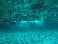 Schooling Fish Under the MV Puuh Truk Lagoon, Chuuk