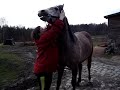 How to place a bit in a horse\ How to place a bit in a horse\