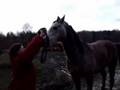 How to place a bit in a horse's mouth?