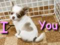 videos de your guardian angel
