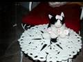 Cats Dogs and Bunnies!