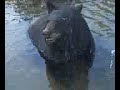 BLACK BEAR! BLACK BEAR!