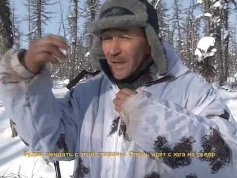 Охота на дикого северного оленя (ВИДЕО) Охота на дикого северного оленя (ВИДЕО)