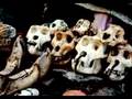 The Bushmeat Crisis - Gorillas in Danger