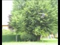 Elicottero EAGLE 3D & WALKERA 22E Parco Garbagnate Elicottero EAGLE 3D & WALKERA 22E Parco Garbagnate