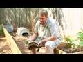 Pet Turtle Care : How to Care for a Desert Tortoise