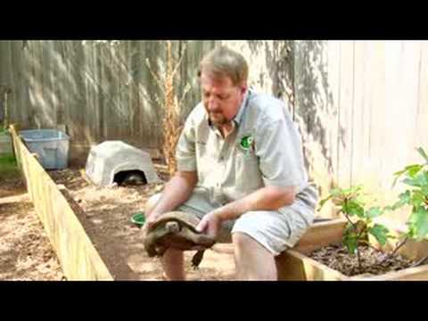 how to care for a tortoise as a pet