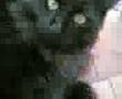 zift