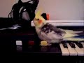My bird playing piano / doing stuff My bird playing piano / doing stuff