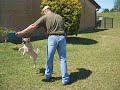Psycho Frisby Dog