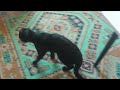 What the hell is wrong with this cat? Смотрите Миниатюры КВН - www.youtube.com Канал КВН - www.youtube.com