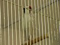 Darrrrek - Breeding carduelis EUMO MUTATION 1