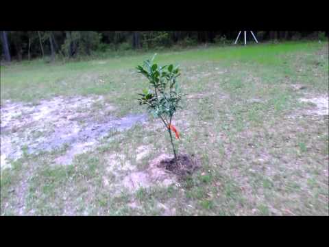 how to trim satsuma trees