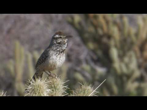 how to transplant ocotillo cactus