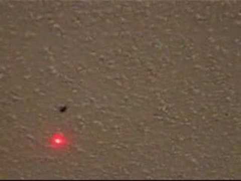 Spider chases laser pointer
