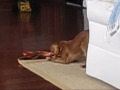 Piper, a Ruby Cavalier King Charles Spaniel