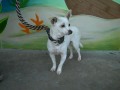 Short-haired,Chihuahua,