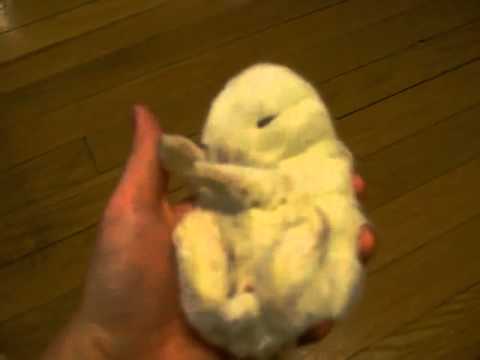 Видео 'Милый крольчонок'