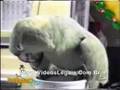 The Cuttest Parrot