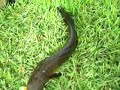 Dan-o catches a snakehead fish
