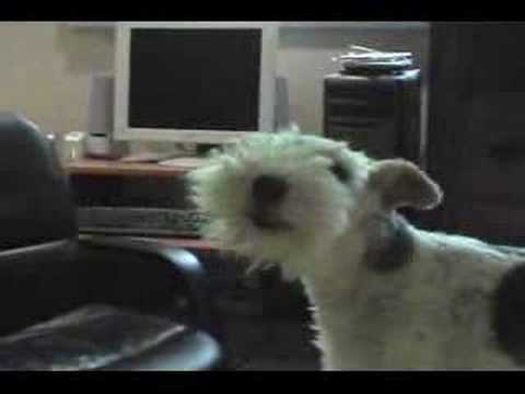Singing Wire Fox Terrier - Bailey