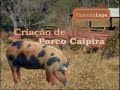 Institucional Fazenda Lapa