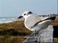 Lesbian Seagull