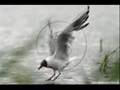 Lesbian Seagull