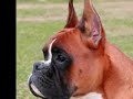 judging the boxer part 2 you gotta get a head
