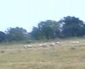 Feeling sheepish