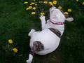 happy princess-bully
