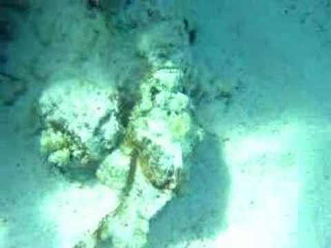 Stonefish opening it´s mouth