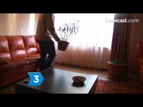 how to grow oleander